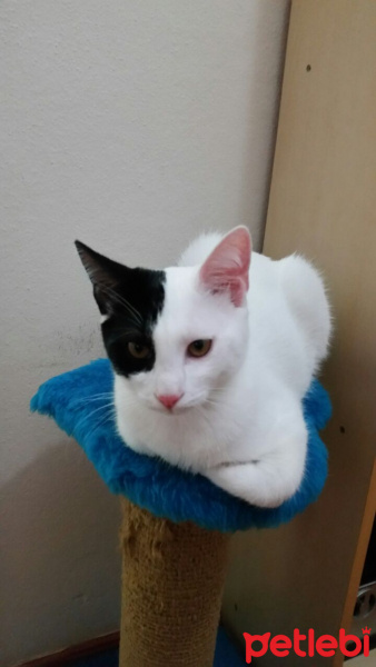 Tekir Kedi, Kedi  Pamuk  fotoğrafı