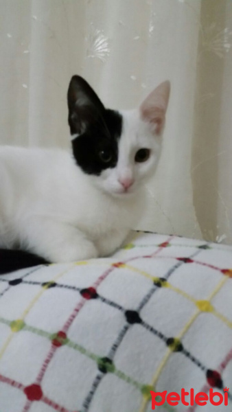 Tekir Kedi, Kedi  Pamuk  fotoğrafı