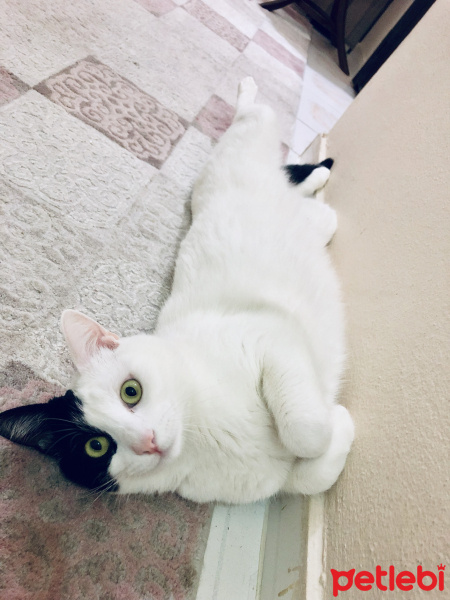 Tekir Kedi, Kedi  Pamuk  fotoğrafı