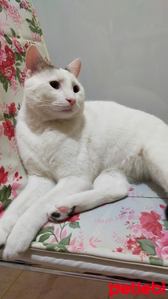 Tekir Kedi, Kedi  Çiko fotoğrafı