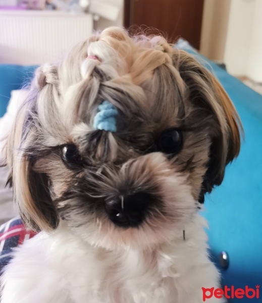 Shih Tzu, Köpek  Luna Lunita fotoğrafı