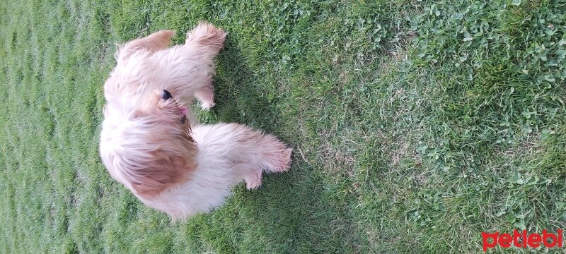 Maltese, Köpek  KARAMEL fotoğrafı