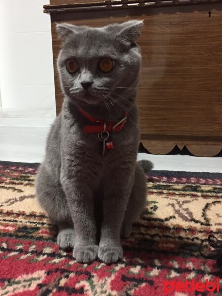 Scottish Fold, Kedi  MİA’m ? fotoğrafı