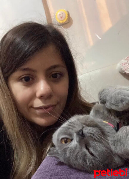 Scottish Fold, Kedi  MİA’m ? fotoğrafı