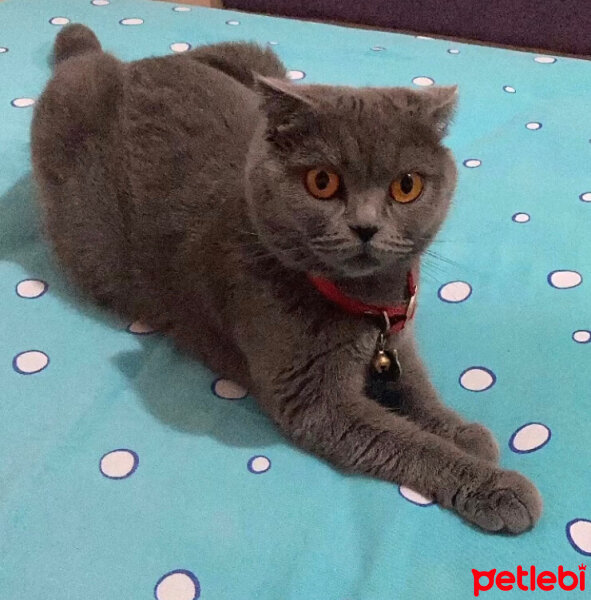 Scottish Fold, Kedi  MİA’m ? fotoğrafı