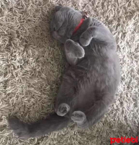 Scottish Fold, Kedi  MİA’m ? fotoğrafı