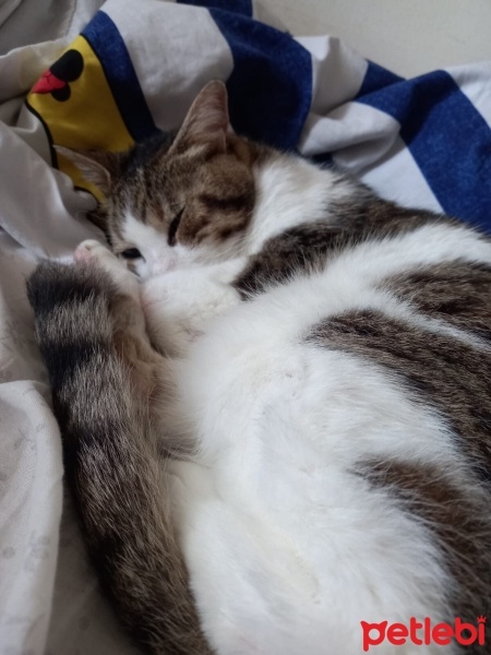 Tekir Kedi, Kedi  Büdü fotoğrafı