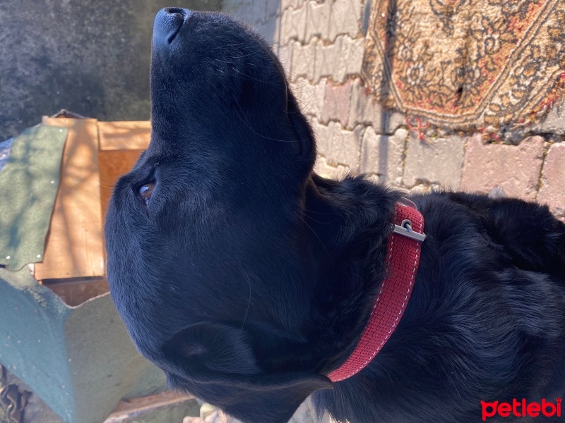 Labrador Retriever, Köpek  Karam fotoğrafı