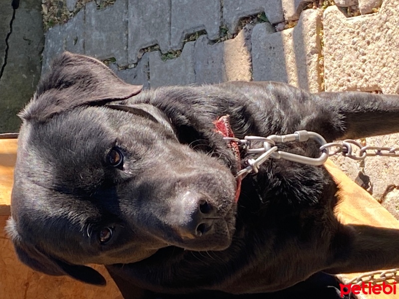 Labrador Retriever, Köpek  Karam fotoğrafı