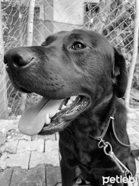 Labrador Retriever, Köpek  Karam fotoğrafı