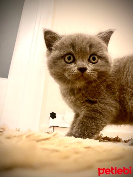 American Shorthair, Kedi  Mayk fotoğrafı