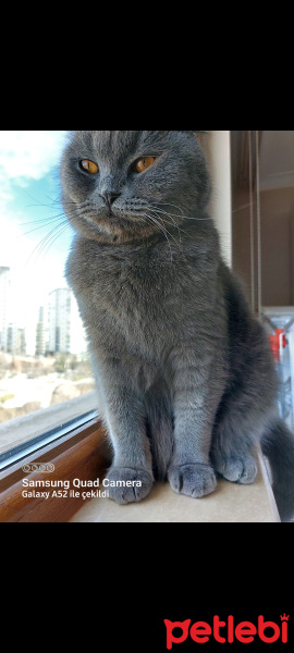 Scottish Fold, Kedi  Alex fotoğrafı