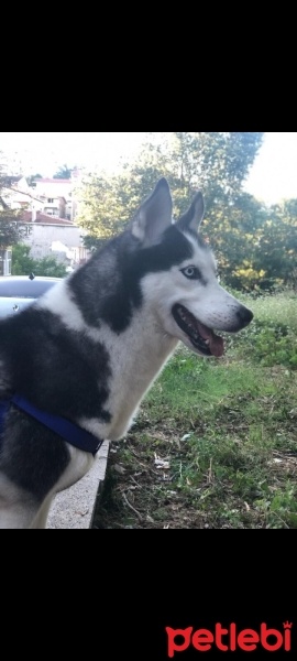 Sibirya Kurdu (Husky), Köpek  Ceyda fotoğrafı