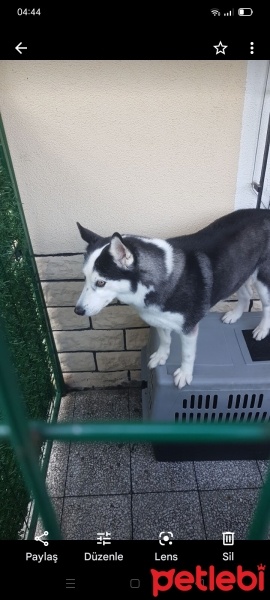 Sibirya Kurdu (Husky), Köpek  Ceyda fotoğrafı