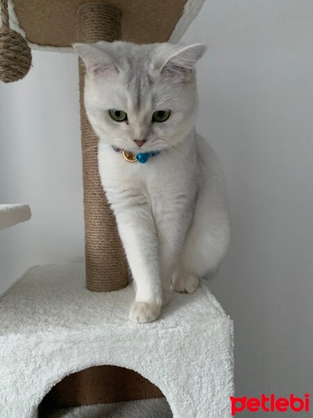 British Shorthair, Kedi  Kaju fotoğrafı