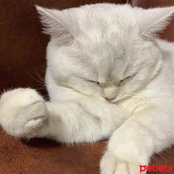 British Shorthair, Kedi  Kaju fotoğrafı