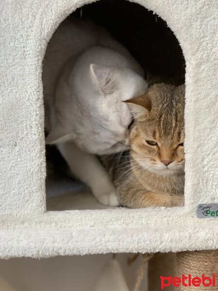 British Shorthair, Kedi  Kaju fotoğrafı