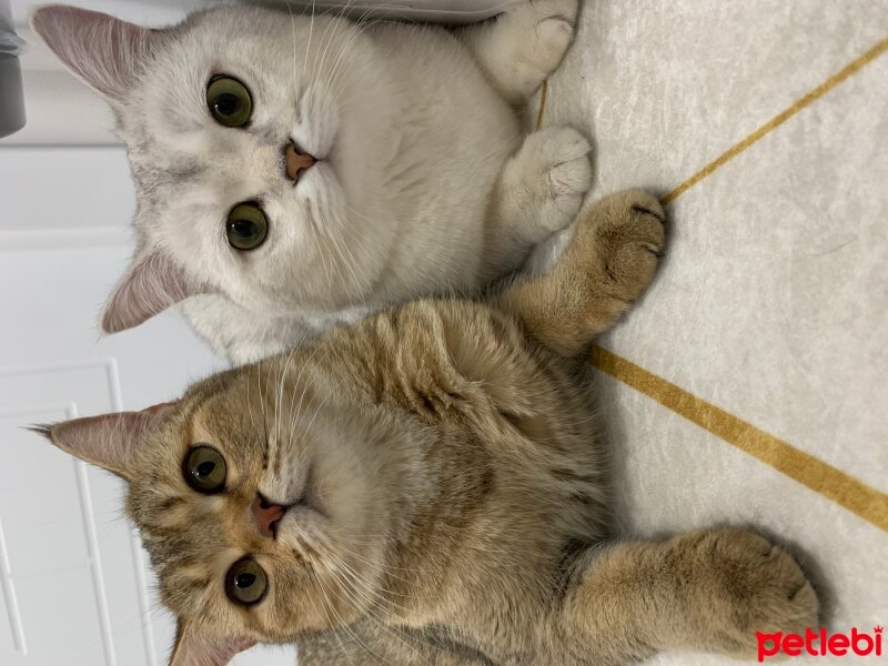 British Shorthair, Kedi  Kaju fotoğrafı