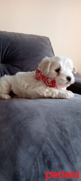 Maltese, Köpek  Daisy fotoğrafı