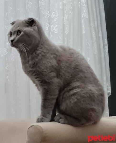 Scottish Fold, Kedi  Duman fotoğrafı