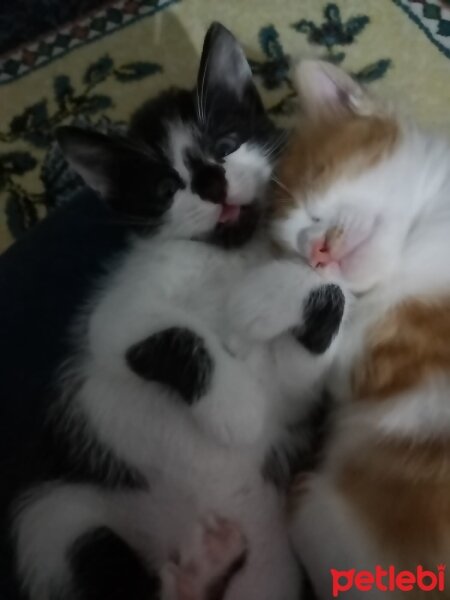 Tuxedo (Smokin) Kedi, Kedi  Zeytin fotoğrafı