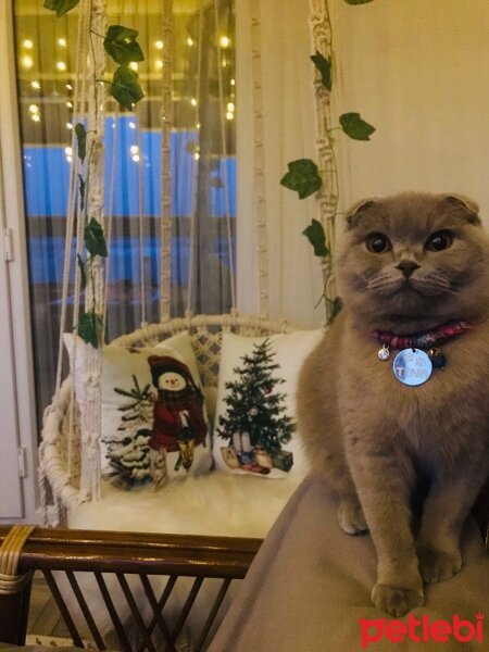 Scottish Fold, Kedi  TİNA fotoğrafı