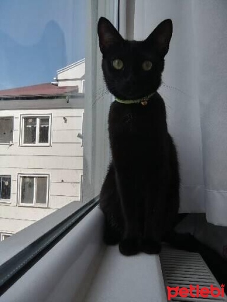 Bombay, Kedi  Bihter fotoğrafı