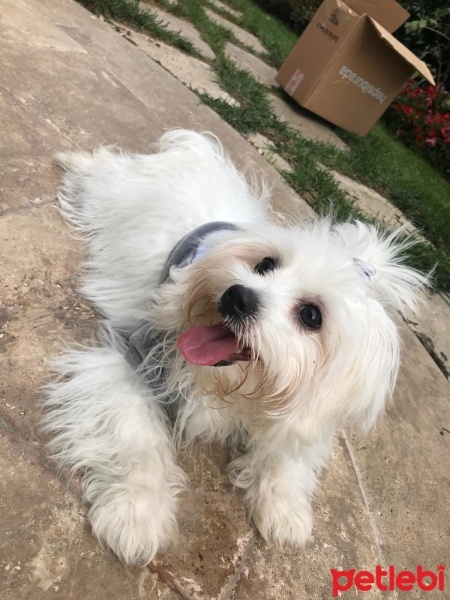 Maltese, Köpek  Bella fotoğrafı