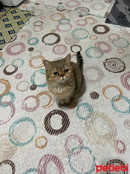 British Shorthair, Kedi  Müfik fotoğrafı