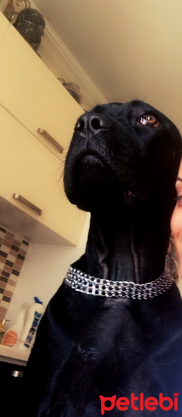 Cane Corso Italiano, Köpek  Sila fotoğrafı