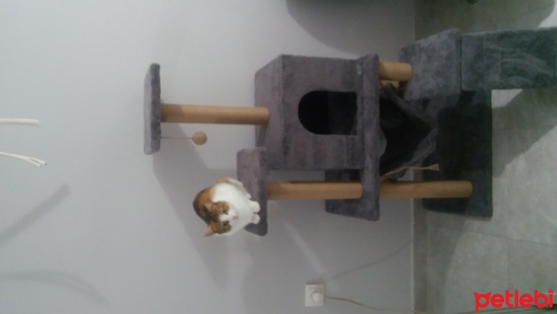 Tekir Kedi, Kedi  Boncuk fotoğrafı
