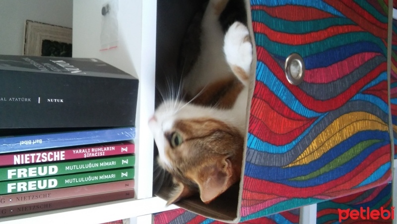 Tekir Kedi, Kedi  Boncuk fotoğrafı
