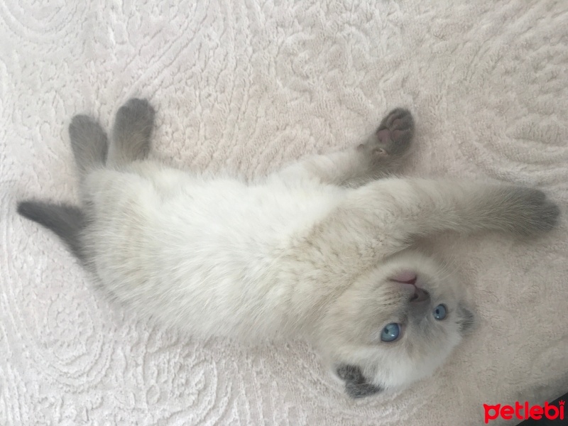 Scottish Fold, Kedi  Scottish folt fotoğrafı