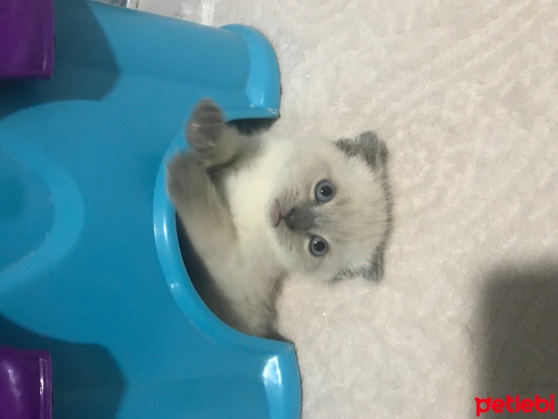 Scottish Fold, Kedi  Scottish folt fotoğrafı