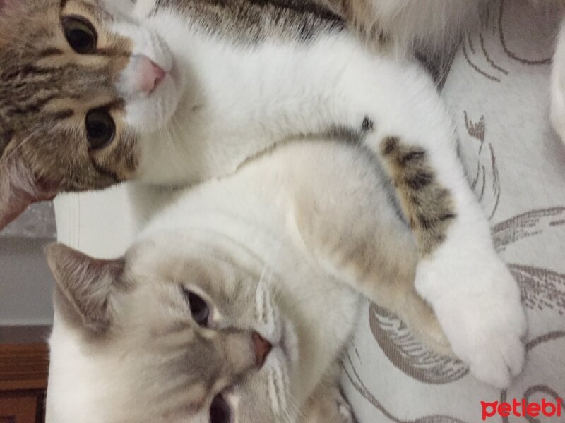 Tekir Kedi, Kedi  Leyla fotoğrafı