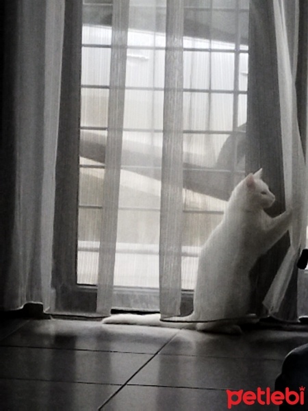 Tekir Kedi, Kedi  Sütlaç fotoğrafı