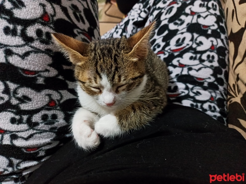 Tekir Kedi, Kedi  Cemal Süreya fotoğrafı
