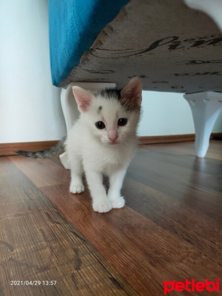 Tekir Kedi, Kedi  Pamuk fotoğrafı