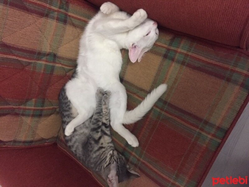 Van Kedisi, Kedi  Smoky&Sütlaç fotoğrafı