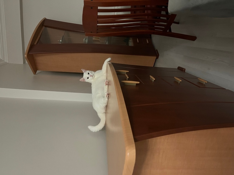 Van Kedisi, Kedi  Sütlaç fotoğrafı