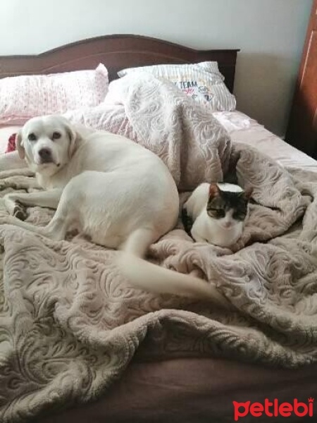 Tekir Kedi, Kedi  Bıdık fotoğrafı