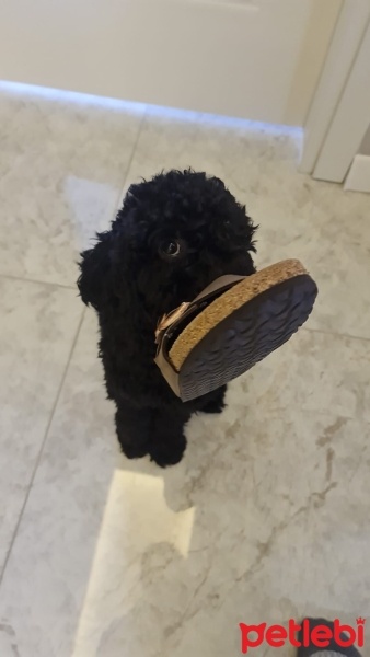 Poodle (Minyatür Kaniş), Köpek  Paşa fotoğrafı