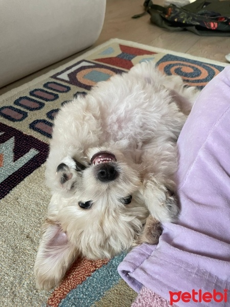 Poodle (Minyatür Kaniş), Köpek  Sacit fotoğrafı