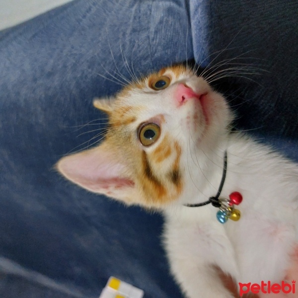 Tekir Kedi, Kedi  Miya fotoğrafı