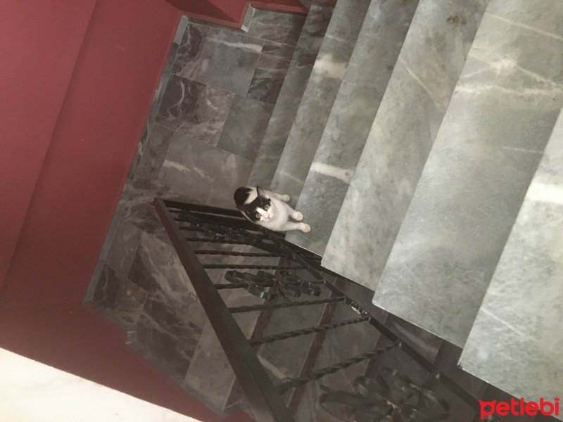 Tuxedo (Smokin) Kedi, Kedi  MAÇA fotoğrafı