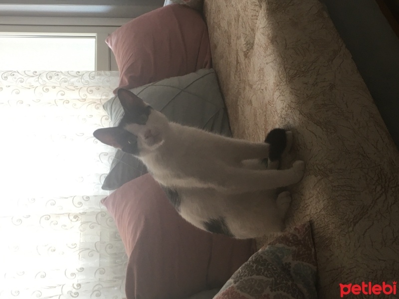 Tuxedo (Smokin) Kedi, Kedi  MAÇA fotoğrafı