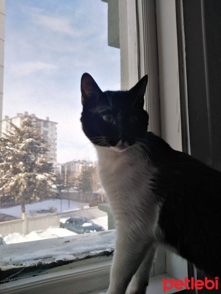 Tekir Kedi, Kedi  batman fotoğrafı