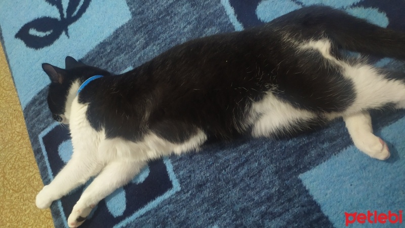 Tekir Kedi, Kedi  batman fotoğrafı