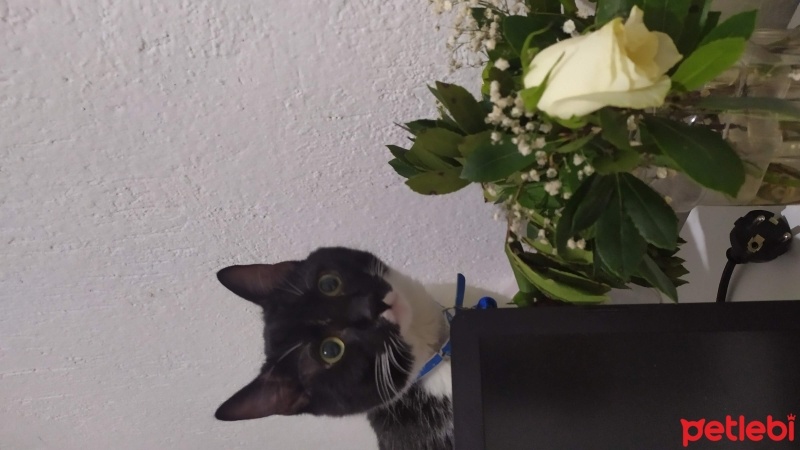 Tekir Kedi, Kedi  batman fotoğrafı