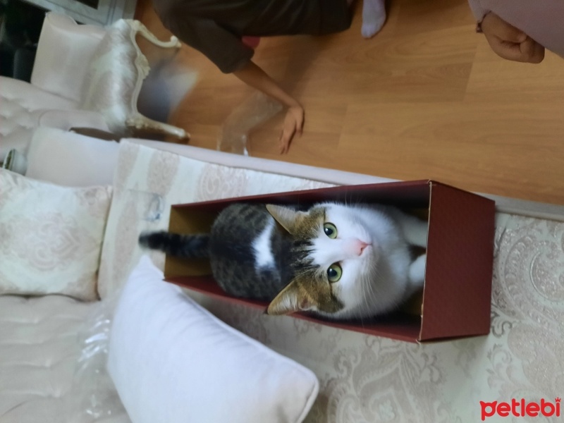 Tekir Kedi, Kedi  Luna fotoğrafı